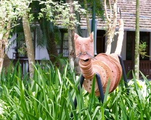 Gato Sittah, Horto Botânico Edith Gaertner - Foto: Soila Freese